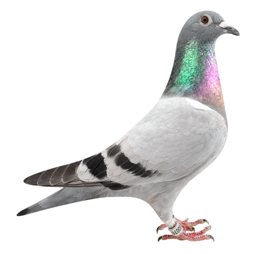 闪电克里奥哈利-本身多次入赏